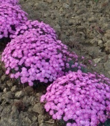 Dianthus caesius 'Eydangeri'