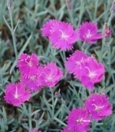 Dianthus caesius 'Feuerhexe'