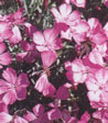 Dianthus caesius 'La Bourbille'