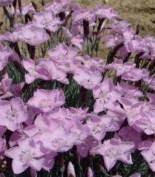 Dianthus caesius 'Nordstjernen'