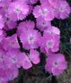 Dianthus caesius 'Rosa Feder'