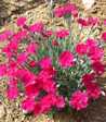 Dianthus gratianopolitanus 'Badenia'