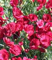 Dianthus gratianopolitanus 'Rotcappchen'