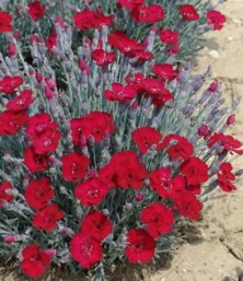 Dianthus gratianopolitanus 'Rubin'