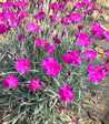 Dianthus gratianopolitanus 'Splendens'