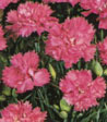 Dianthus hybridus 'Fruhlingswone'