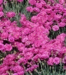 Dianthus hybridus 'Munot'