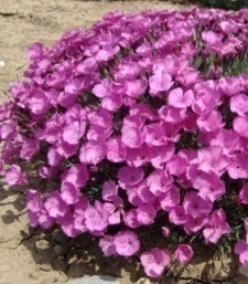 Dianthus hybridus 'Sternkissen'