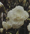 Dianthus plumarius 'Alba'