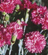 Dianthus plumarius 'Rosa'