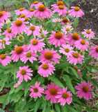 Echinacea purpurea 'Baby Swan Pink'