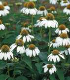 Echinacea purpurea 'Baby Swan White'