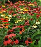 Echinacea purpurea 'Cheyenne Sprite'