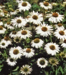 Echinacea purpurea 'Lucky Star'