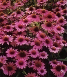 Echinacea purpurea 'Magnus Superior'