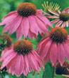 Echinacea purpurea