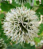 Echinops banaticus 'Star Frost'