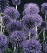 Echinops ritro ssp. ruthenicus