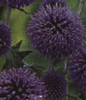 Echinops ritro