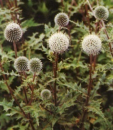 Echinops sphaerocephalus 'Arctic Glow'