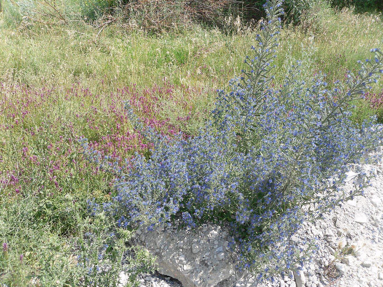 Echium vulgare