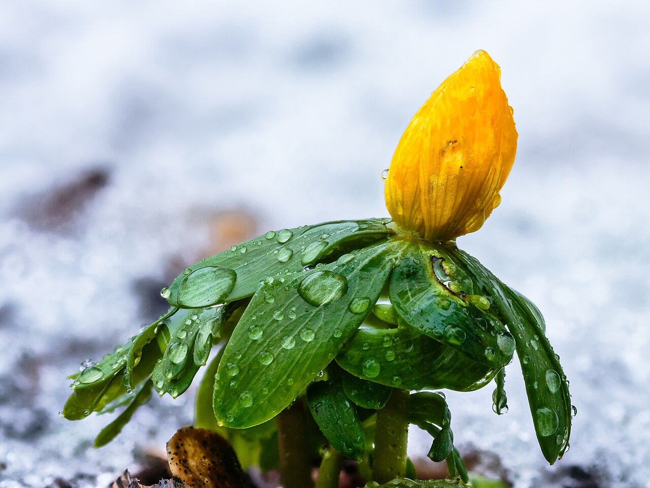 Eranthis hyemalis