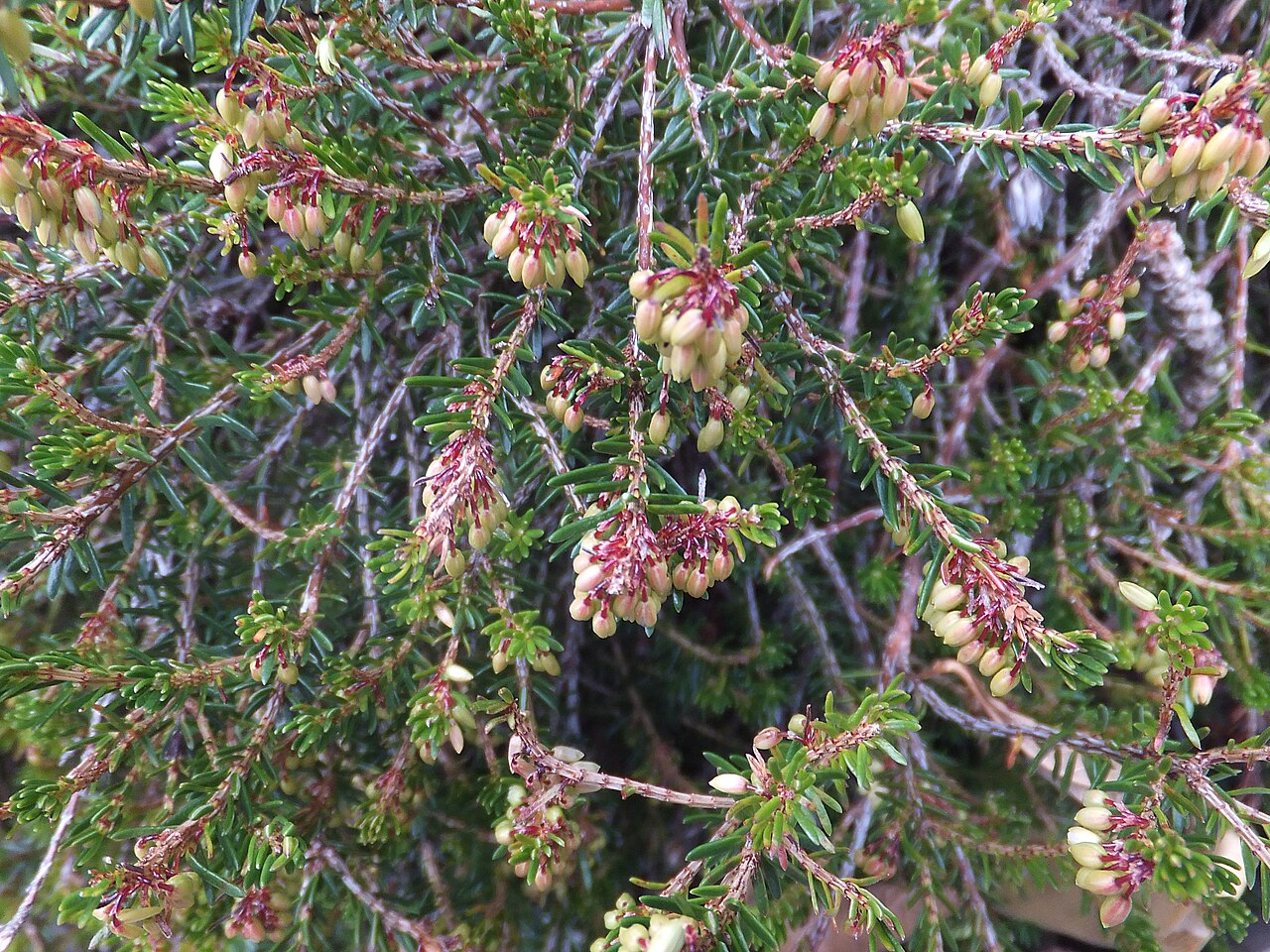 Erica carnea