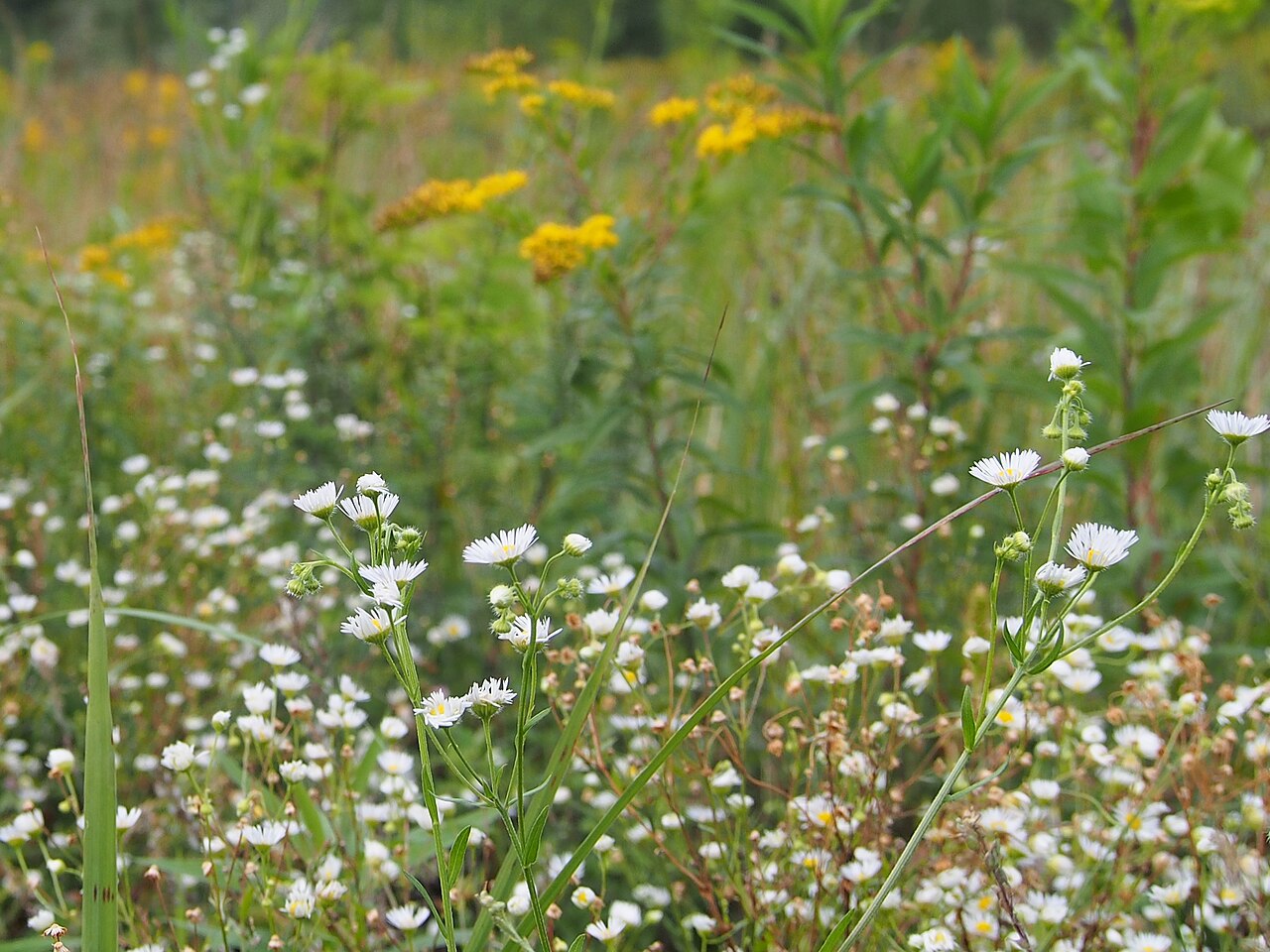 Erigeron annuus