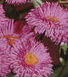 Erigeron speciosa 'Rosa Juwel'