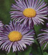 Erigeron speciosus 'Azurfee'