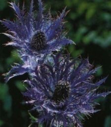 Eryngium hybridum 'Blue Jackpot'