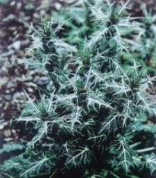 Eryngium variifolium