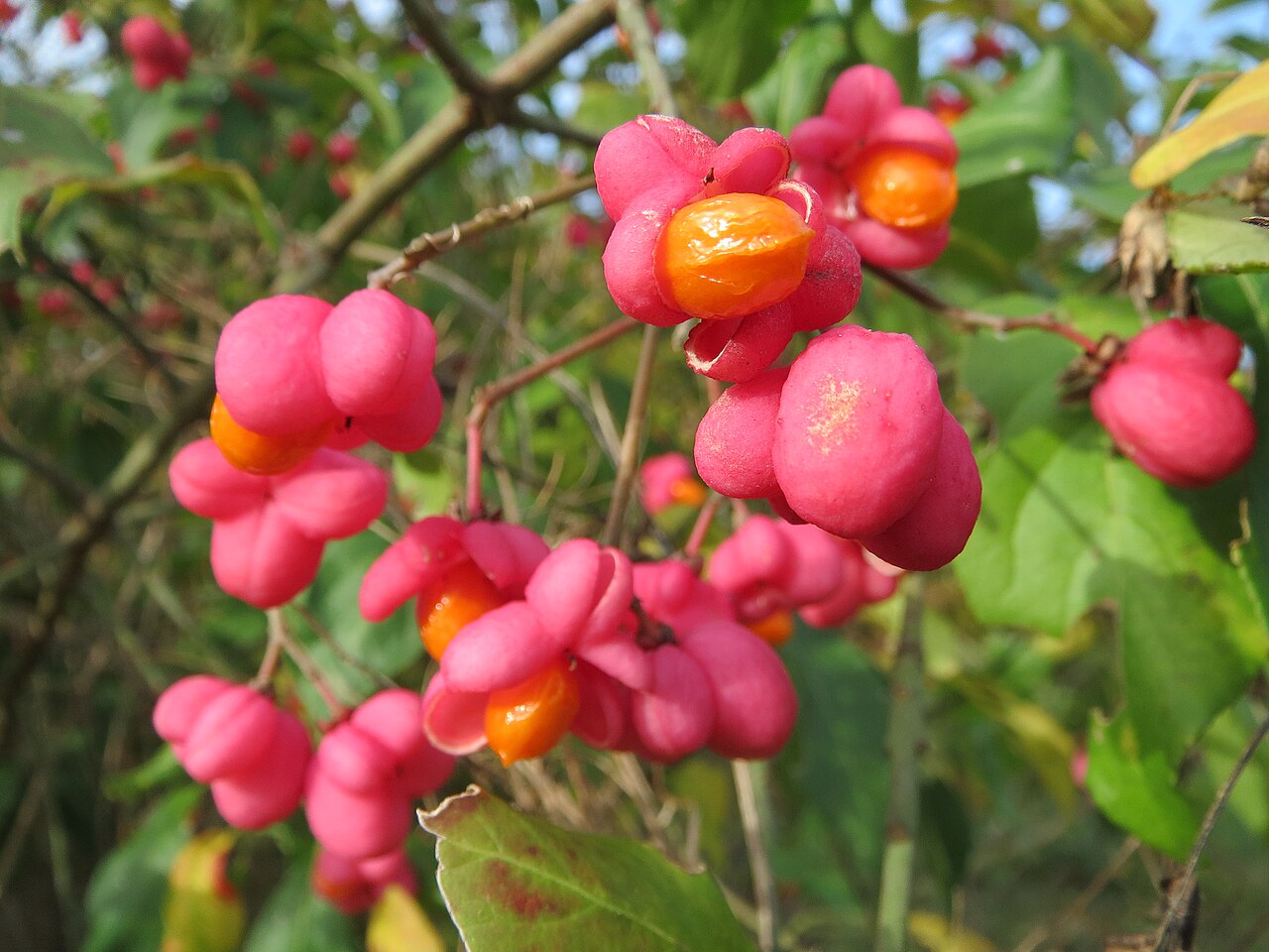 Euonymus europaea