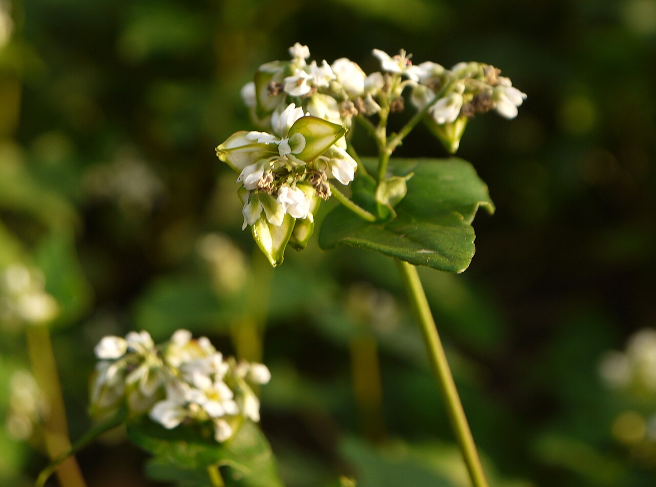 Fagopyrum esculentum