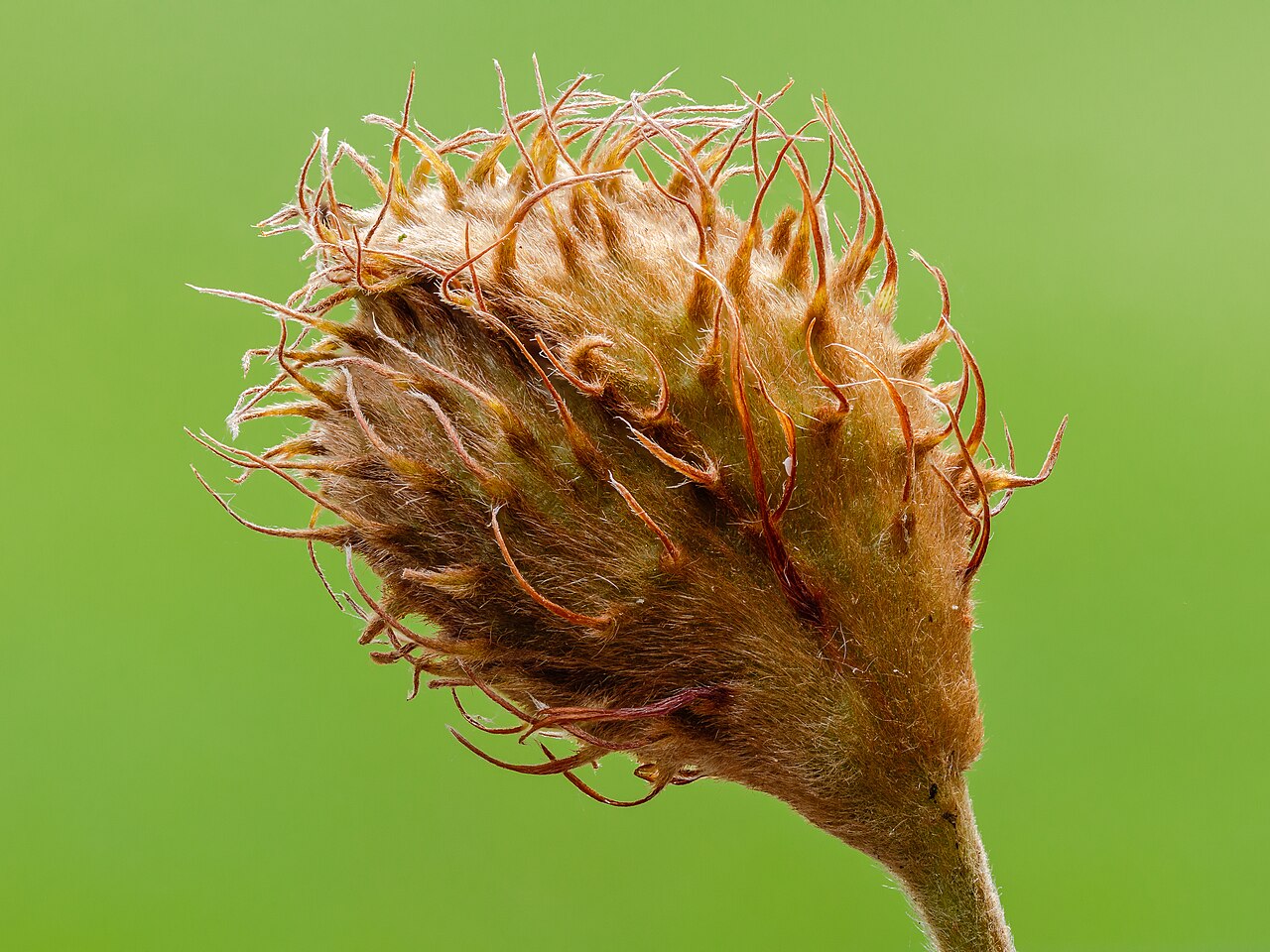 Fagus sylvatica