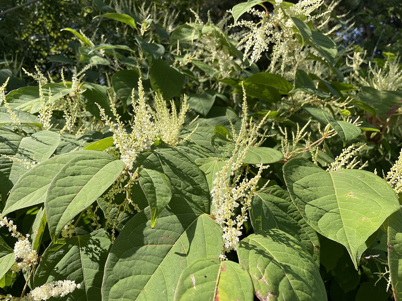 Fallopia japonica