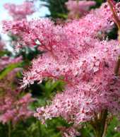 Filipendula rubra 'Venusta'