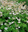 Filipendula ulmaria