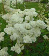 Filipendula vulgaris 'Flore Plena'