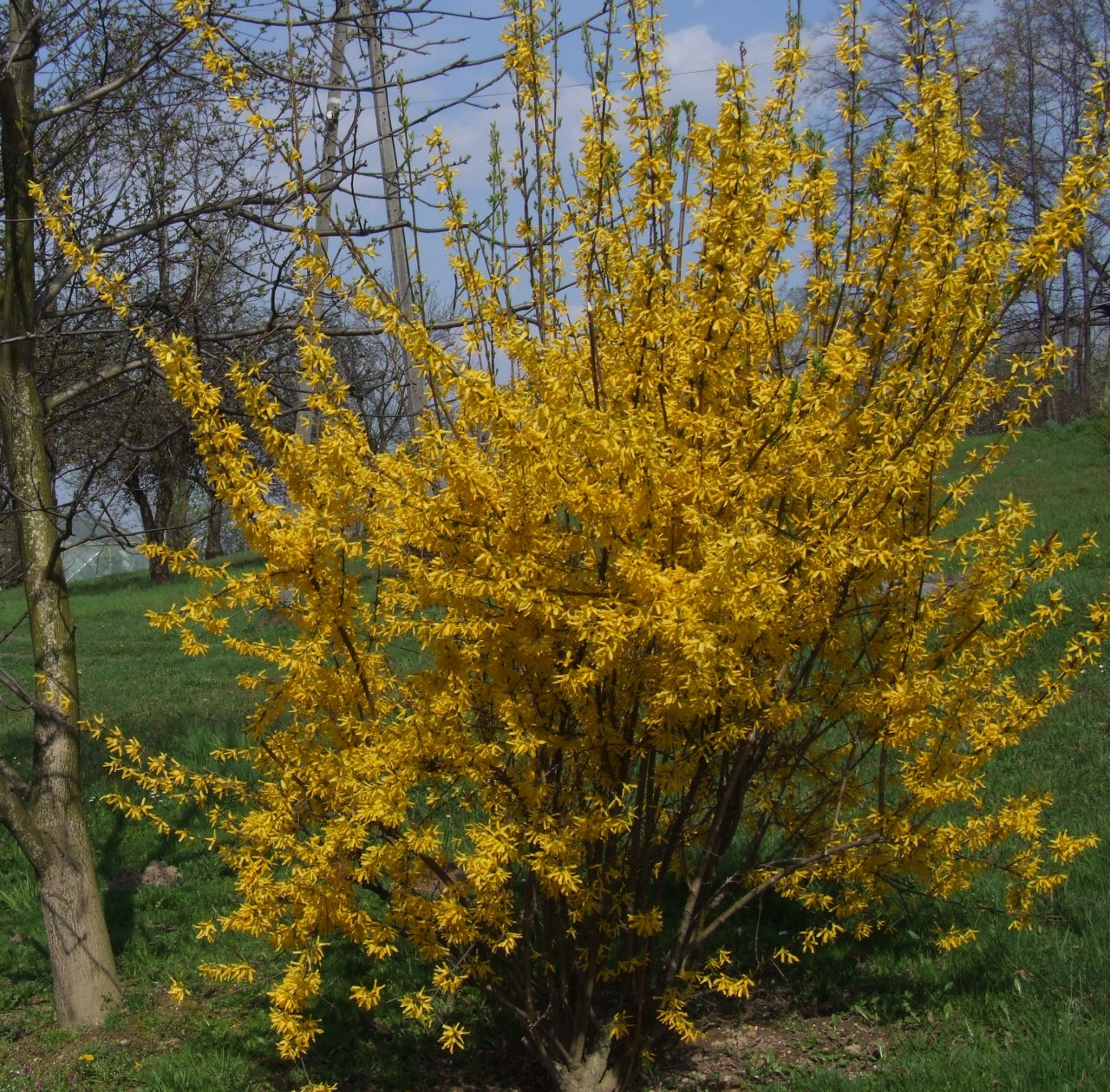 Forsythia intermedia