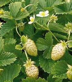 Fragaria hybrida 'Yellow Woonder'