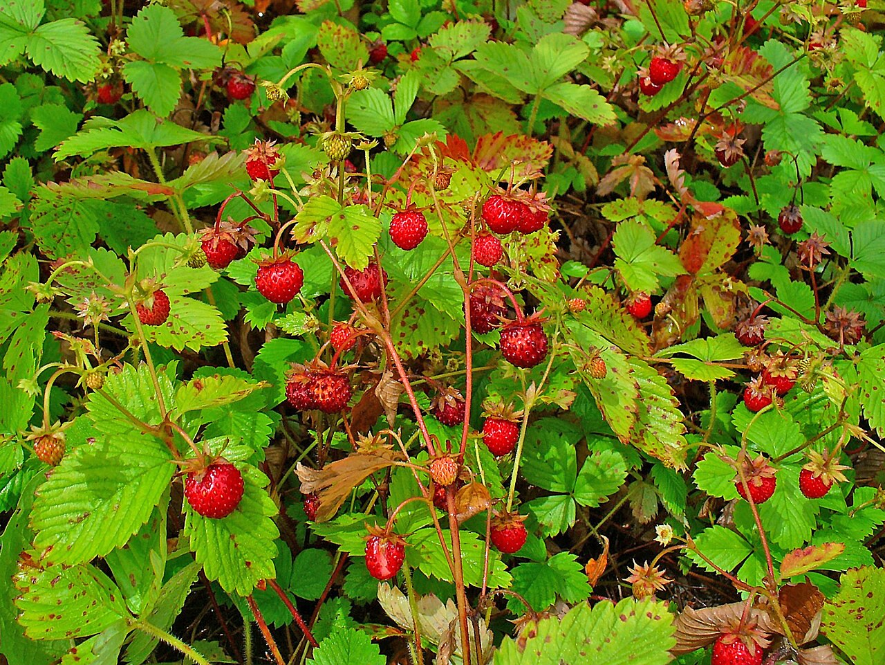 Fragaria vesca
