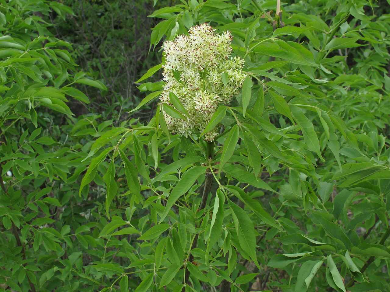 Fraxinus ornus