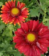 Gaillardia aristata 'Arizona Red Shades'