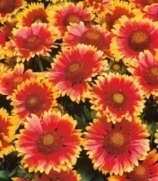 Gaillardia aristata 'Arizona Sun'
