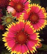 Gaillardia aristata 'Bijou''