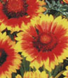 Gaillardia aristata 'Kobold'