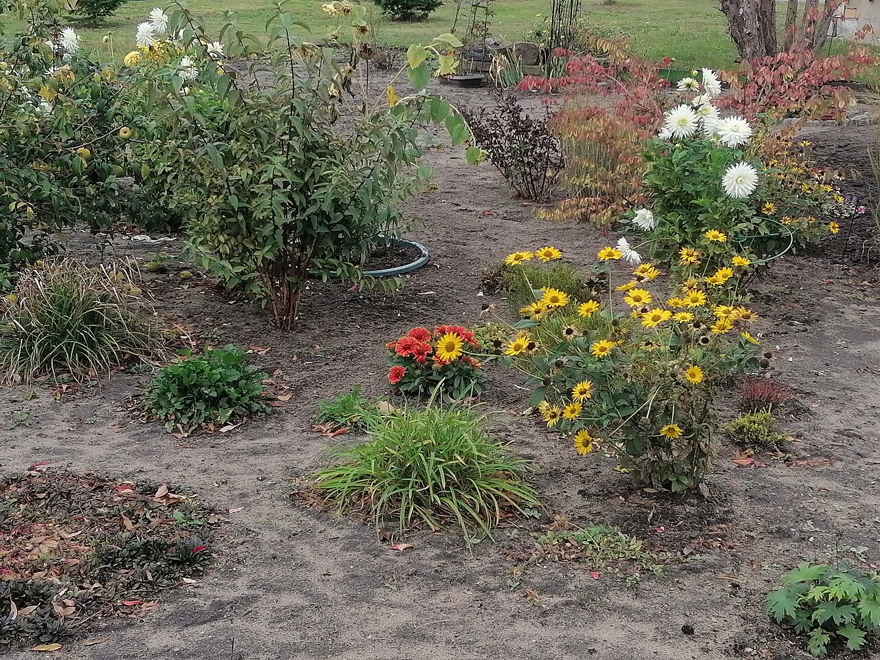 Gaillardia grandiflora