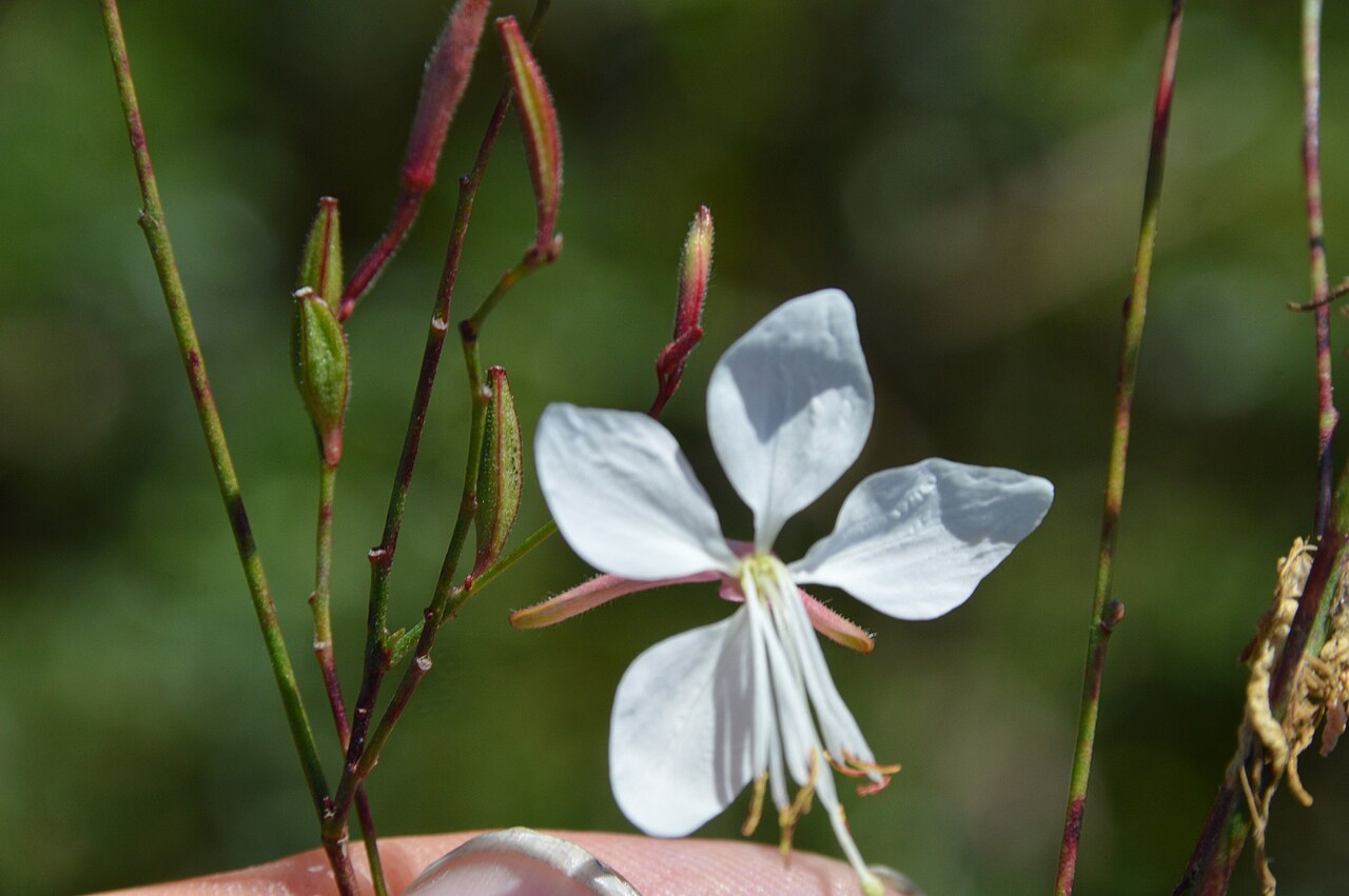 Gaura lindheimeri