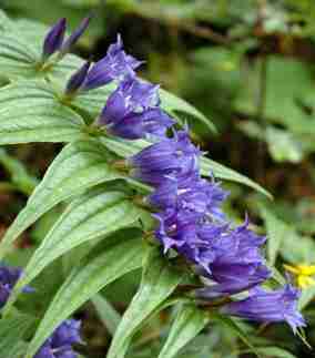 Gentiana asclepiadea